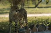 HOEDSPRUIT ENDANGERED SPECIES CENTRE